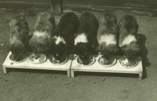 A-Wurf Futtersch�sseln.jpg (7139 Byte)
