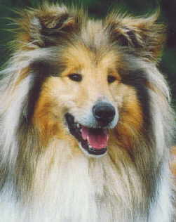Brilyn Misty Shadow at Carostar 1.jpg (10497 Byte)