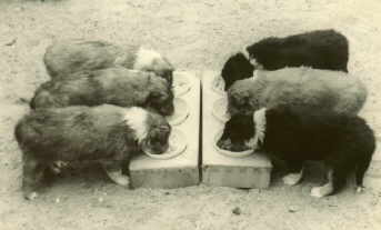 C-Wurf Futtersch�sseln.jpg (8351 Byte)