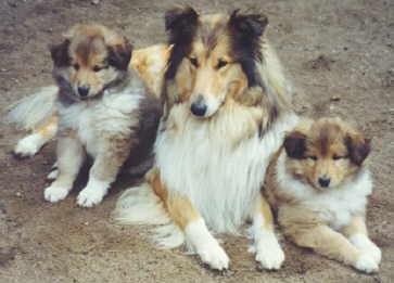 Chennen, Heester, Harpo 6 W.jpg (13042 Byte)