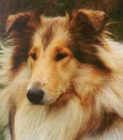 Chennen Portrait.jpg (4781 Byte)