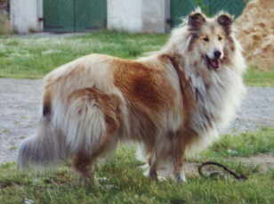 Elswood_Stand_frei.jpg (9607 Byte)