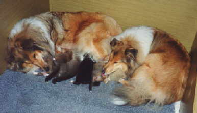 Familienaufzucht_2.jpg (10229 Byte)
