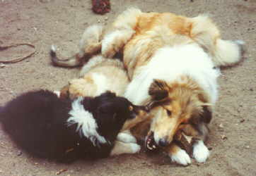 I Ela Knochen 7 W.jpg (11439 Byte)
