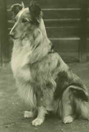 Lady linke Seite.jpg (5337 Byte)